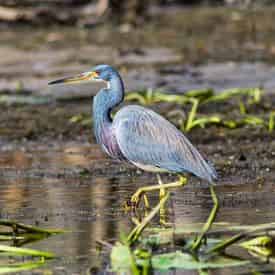 Manchac Magic Kayak Swamp Tour by Wild Louisiana Tours