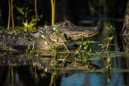 Manchac Magic Kayak Swamp Tour by Wild Louisiana Tours