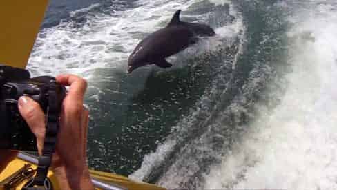 Dolphin Speedboat Adventure Aboard the Dolphin Racer