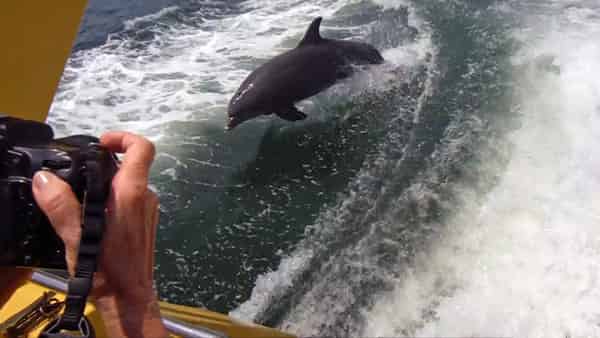 Dolphin-Speedboat-Adventure-Aboard-the-Dolphin-Racer