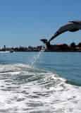 Dolphin Speedboat Adventure Aboard the Dolphin Racer