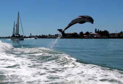Dolphin Speedboat Adventure Aboard the Dolphin Racer