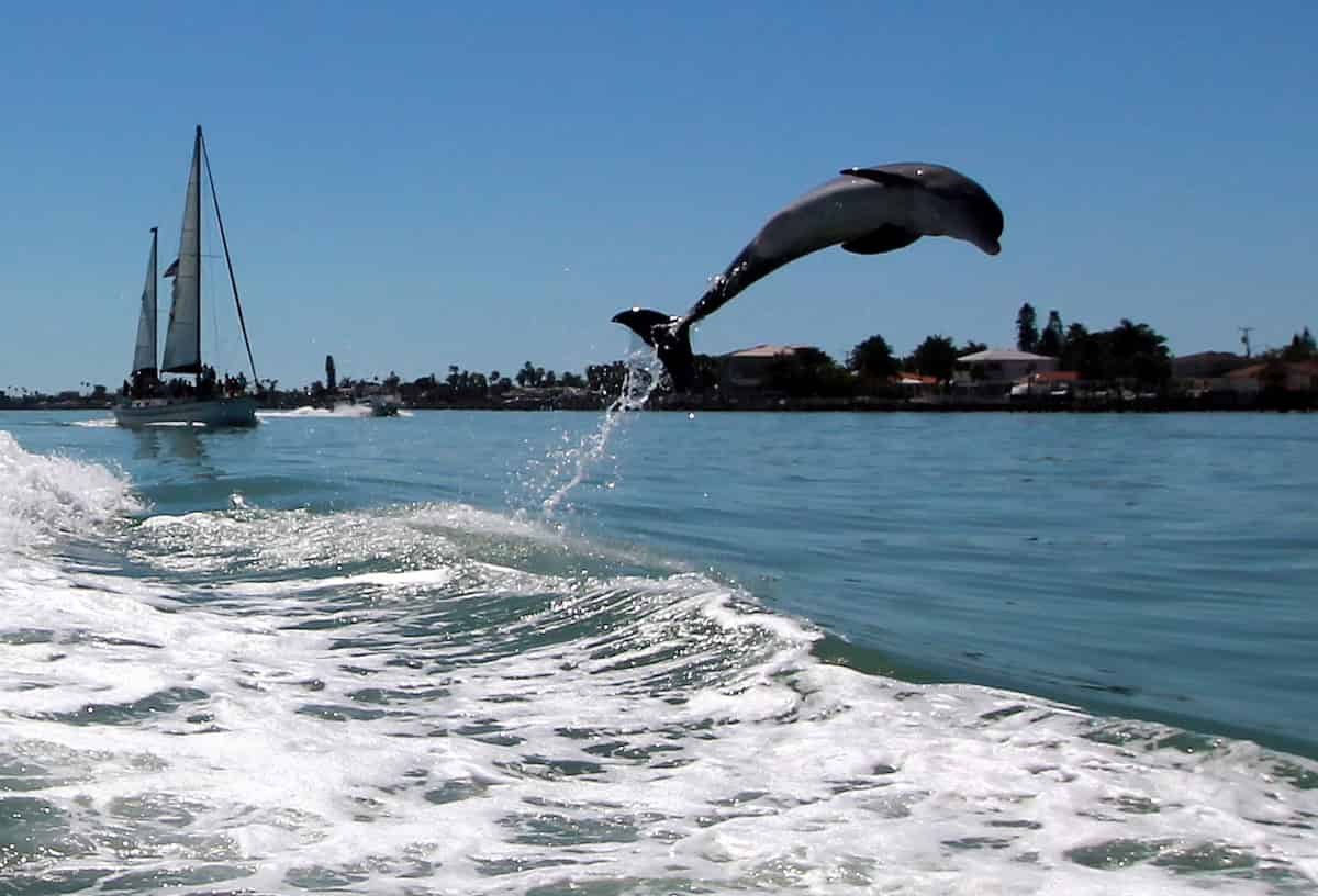 Dolphin-Speedboat-Adventure-Aboard-the-Dolphin-Racer