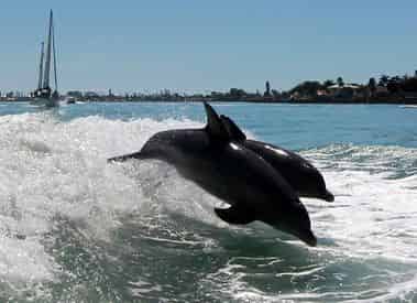 Dolphin Speedboat Adventure Aboard the Dolphin Racer