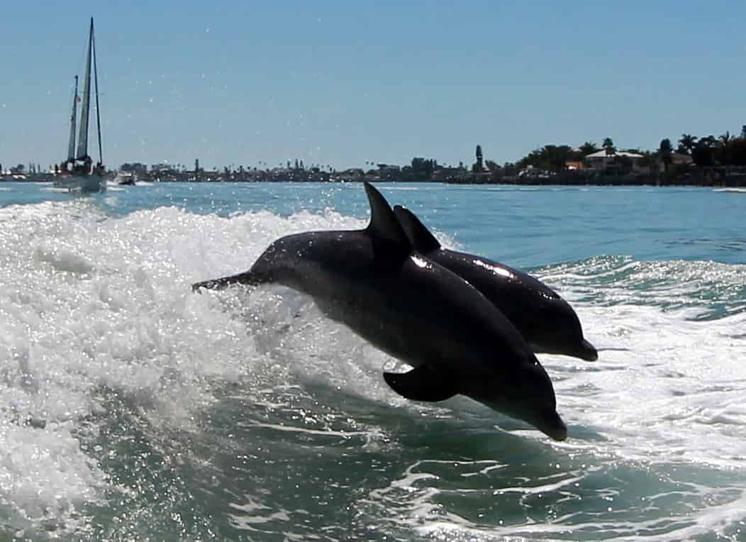 Dolphin-Speedboat-Adventure-Aboard-the-Dolphin-Racer