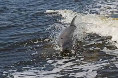 Sunset Dolphin Encounter Aboard Captain Anderson III