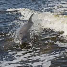 Sunset Dolphin Encounter Aboard Captain Anderson III - TripShock!