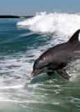 SeaQuest Dolphin Sightseeing Tour