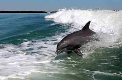 SeaQuest Dolphin Sightseeing Tour