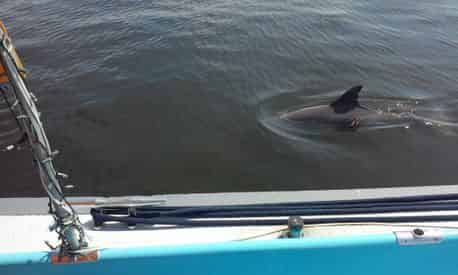 Tampa Harbor and History Boat Tour