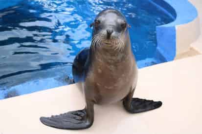 Discover Sea Lions at Gulfarium Marine Adventure Park