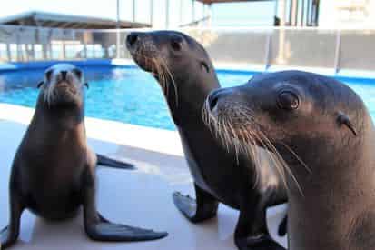 Discover Sea Lions at Gulfarium Marine Adventure Park