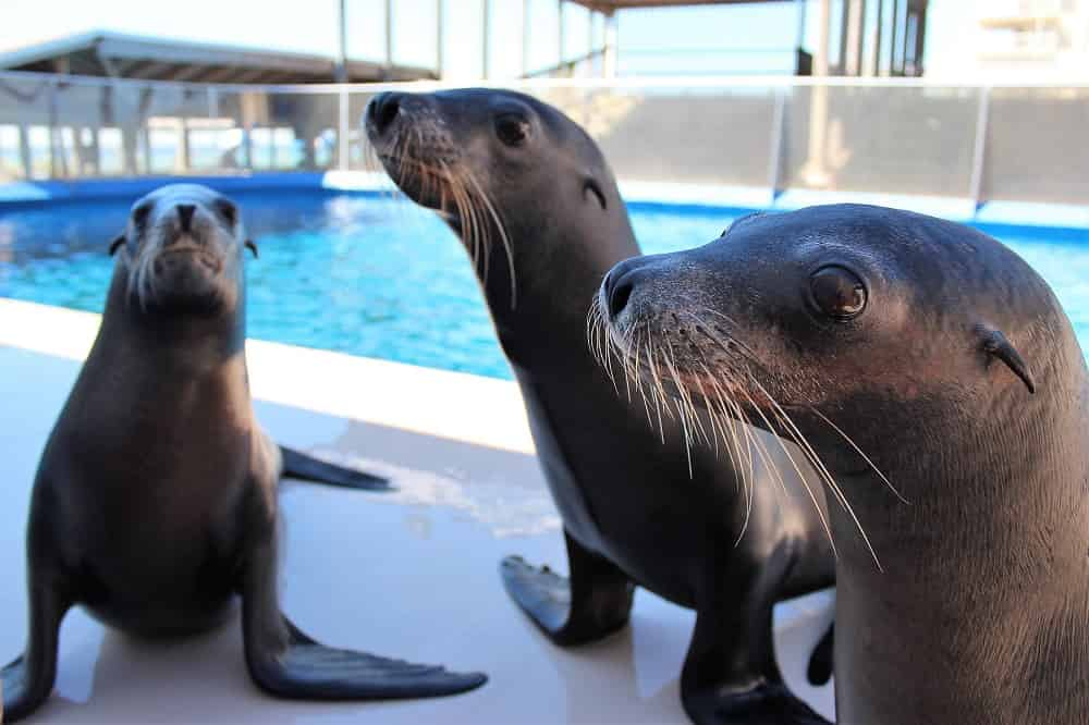 Discover-Sea-Lions-at-Gulfarium-Marine-Adventure-Park