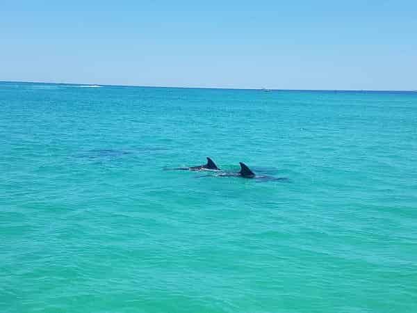 Dolphin-Exploration-Cruise-with-The-Tropics-Boat-Tours