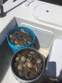 Homosassa Family Scalloping Tour with Light Tackle Adventures