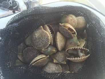 Homosassa Family Scalloping Tour with Light Tackle Adventures