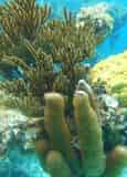 Clear Kayak and Snorkel Excursion with Clearly Unique Charters