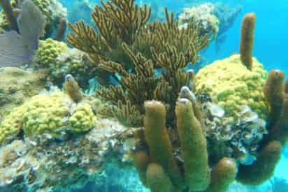Clear Kayak and Snorkel Excursion
