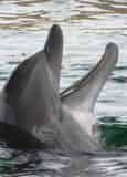 Dolphin Watch & Sightseeing Cruise