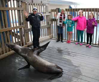 Discover Sea Lions at Gulfarium Marine Adventure Park
