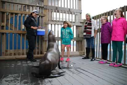 Discover Sea Lions at Gulfarium Marine Adventure Park