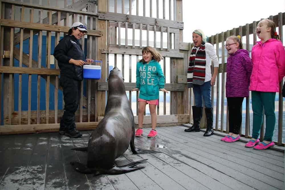 Discover-Sea-Lions-at-Gulfarium-Marine-Adventure-Park