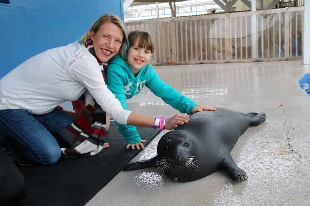 Discover-harbor-Seals-at-Gulfarium-Marine-Adventure-Park