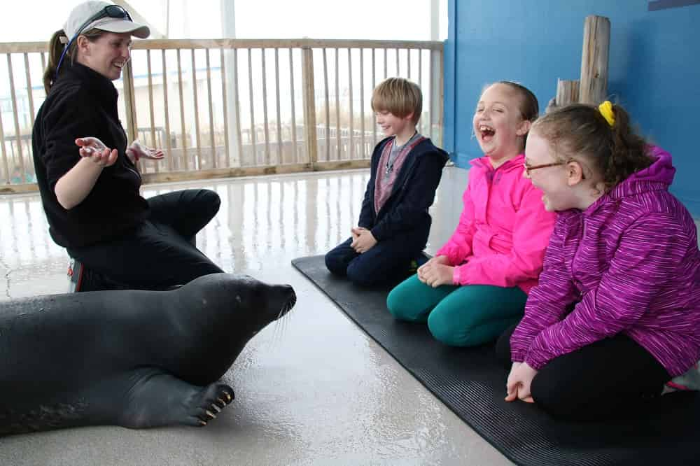 Discover-harbor-Seals-at-Gulfarium-Marine-Adventure-Park