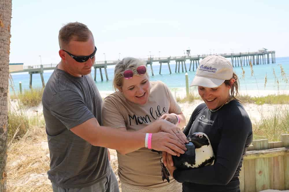 Discover-Penguins-at-Gulfarium-Marine-Adventure-Park