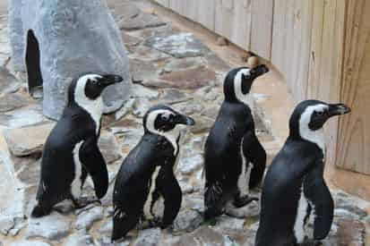 Discover Penguins at Gulfarium Marine Adventure Park