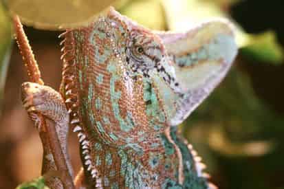 Kids Reptile Safari at Gulfarium Marine Adventure Park