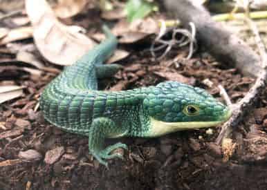 Kids Reptile Safari at Gulfarium Marine Adventure Park