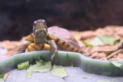 Kids Reptile Safari at Gulfarium Marine Adventure Park