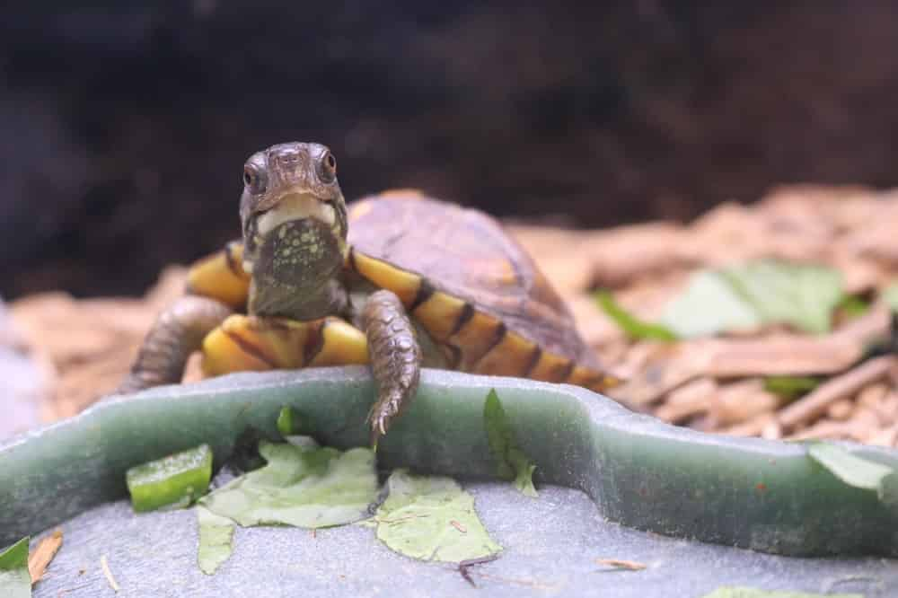 Kids-Reptile-Safari-at-Gulfarium-Marine-Adventure-Park