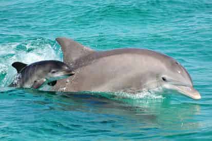 Panama City Beach Snorkel Trip Aboard The Privateer Catamaran
