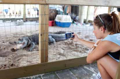 Everglades Afternoon Tour & Wildlife Show with Transportation