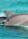 Panama City Beach Snorkel Trip Aboard The Footloose Catamaran