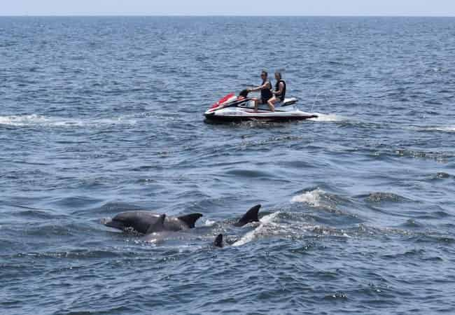 2-Hour-North-Myrtle-Beach-Jet-Ski-Eco-Tour-and-Dolphin-Encounter