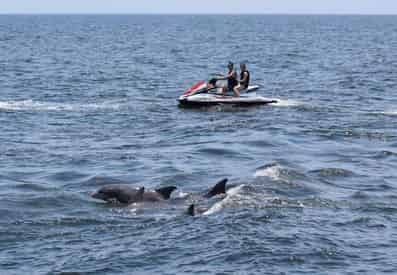 2 Hour North Myrtle Beach Jet Ski Eco Tour & Dolphin Encounter