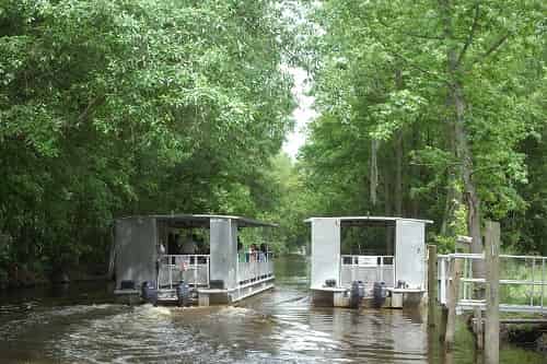 Jean-Lafitte-Swamp-and-Bayou-Tour-with-Optional-Transportation