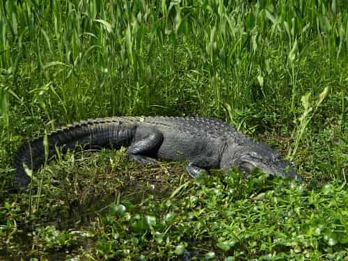 Jean-Lafitte-Swamp-and-Bayou-Tour-with-Optional-Transportation