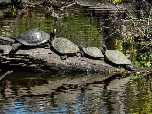 Jean-Lafitte-Swamp-and-Bayou-Tour-with-Optional-Transportation