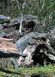 Jean Lafitte Swamp Tour with Optional Transportation