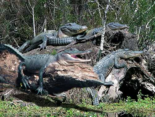 Jean-Lafitte-Swamp-and-Bayou-Tour-with-Optional-Transportation