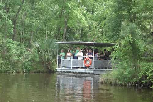 Jean-Lafitte-Swamp-and-Bayou-Tour-with-Optional-Transportation