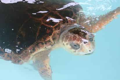 Discover Turtles Encounter at Gulfarium Marine Adventure Park