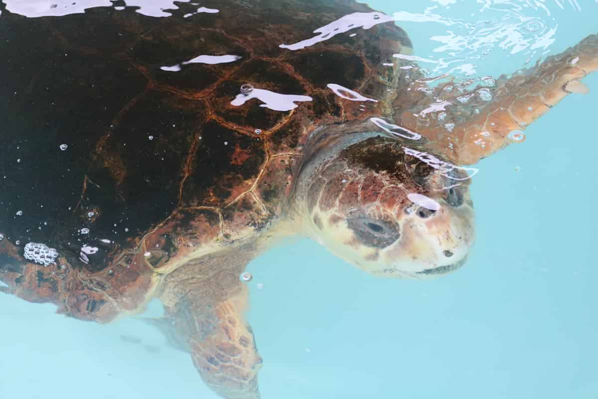 Discover-Turtles-Encounter-at-Gulfarium-Marine-Adventure-Park