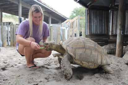 Discover Turtles Encounter at Gulfarium Marine Adventure Park