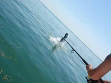 Family Fun Fishing Trip (3 Hours) with Light Tackle Adventures