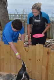 Discover Penguins at Gulfarium Marine Adventure Park
